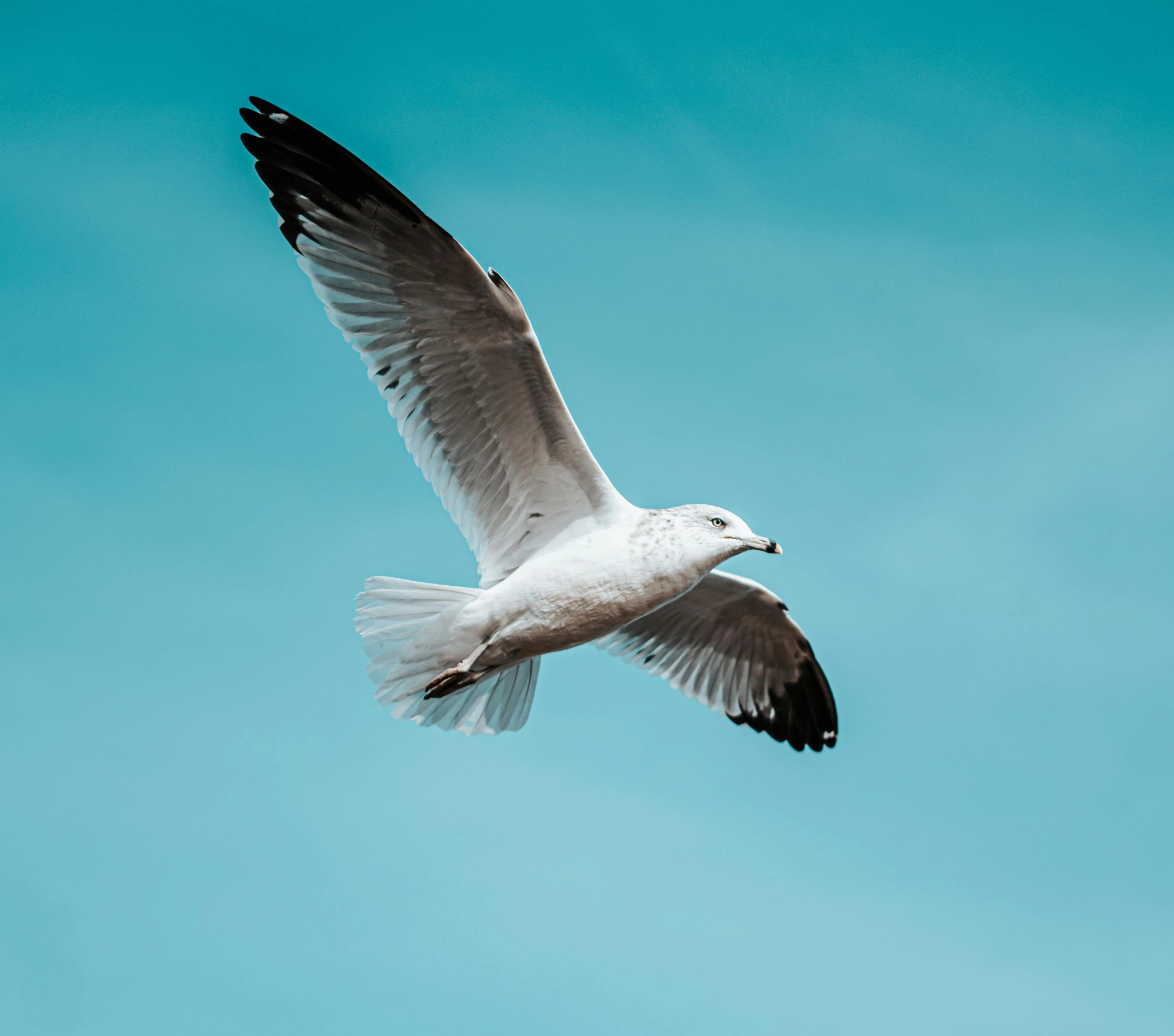 a white bird flying through a blue sky, pexels contest winner, grey, hd wallpaper, 2022 photograph, medical