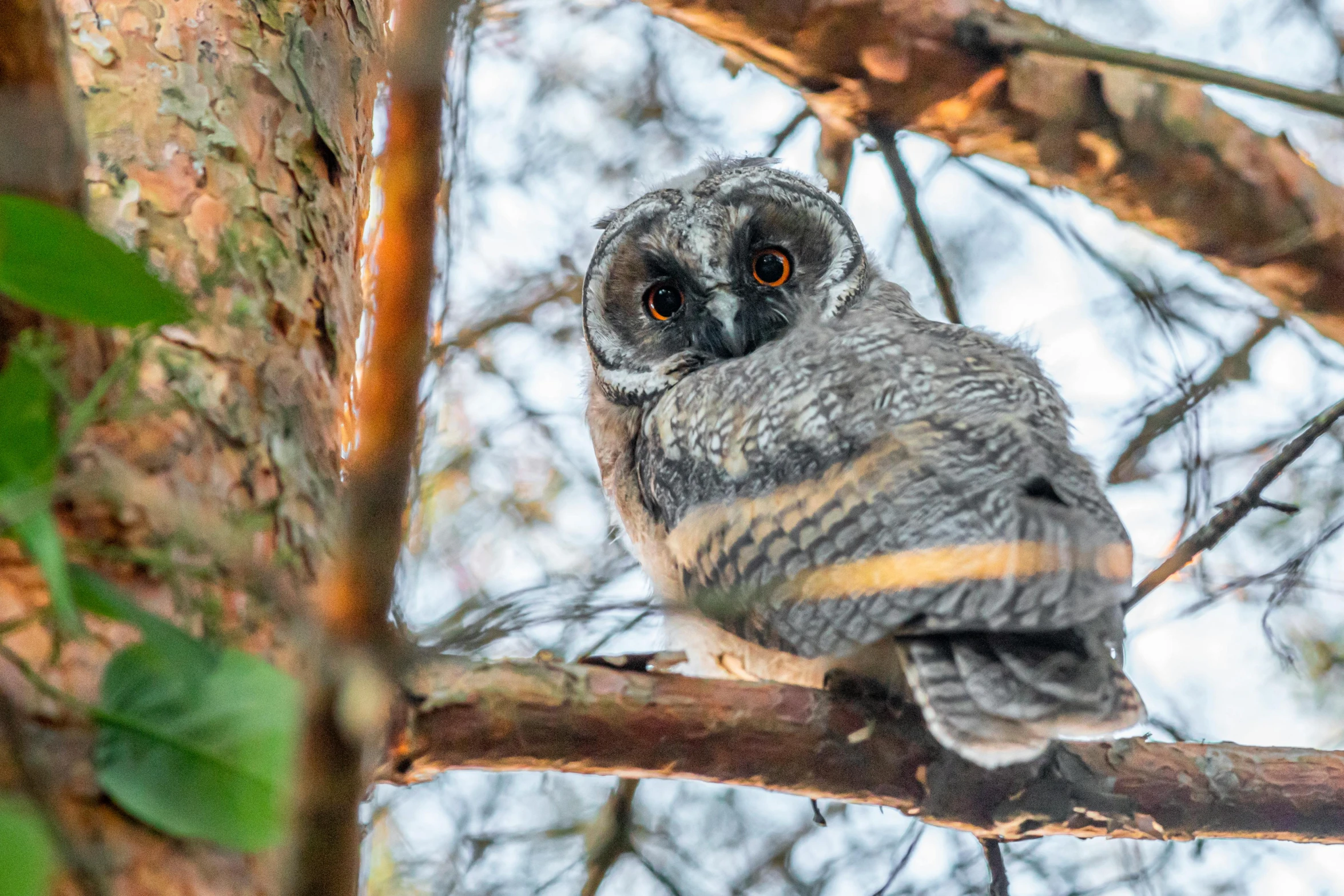 an owl sitting on top of a tree branch, large grey eyes, birdseye view, amanda lilleston, exploring