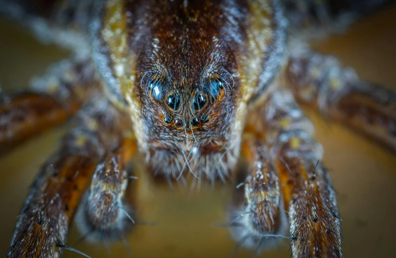 a close up of a spider on a table, a macro photograph, by Adam Marczyński, pexels contest winner, detailed jaw and eyes, brown, symmetric detailed, full body close-up shot