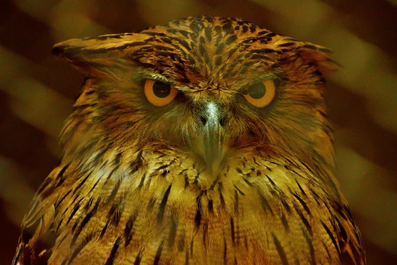 a close up of an owl's face with a chain link fence in the background, inspired by Johannes Fabritius, trending on pixabay, hurufiyya, his eyes glowing yellow, tawny frogmouth, an angry, portrait of a geometric owl