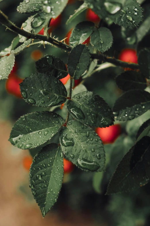 a close up of a plant with water droplets on it, an album cover, inspired by Elsa Bleda, trending on unsplash, photorealism, apple trees, rose garden, sustainable, high quality photo