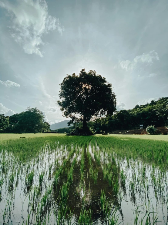 a large tree sitting on top of a lush green field, a picture, unsplash contest winner, sumatraism, malaysia with a paddy field, sunlight glistening, reflective ground, taken on iphone 14 pro