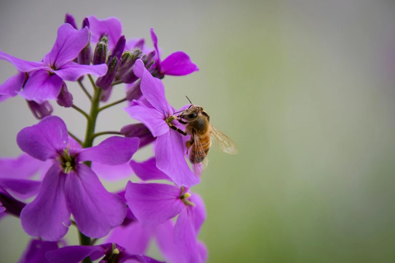 a bee sitting on top of a purple flower, 4k photo”, fan favorite, color ( sony a 7 r iv, brown