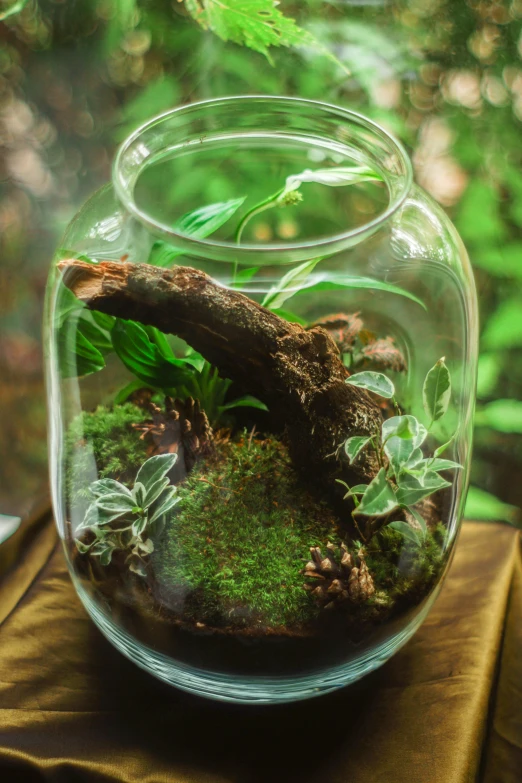 a glass vase filled with plants sitting on top of a table, inspired by Samuel Silva, pexels contest winner, endor forest, biodome, in a medium full shot, made of bonsai