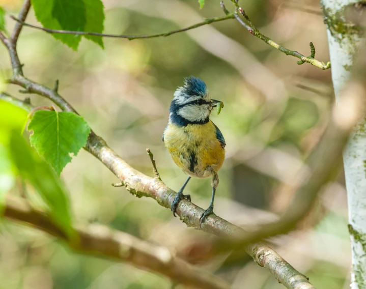 a small bird sitting on top of a tree branch, yellow and blue, ready to eat, amongst foliage, moulting