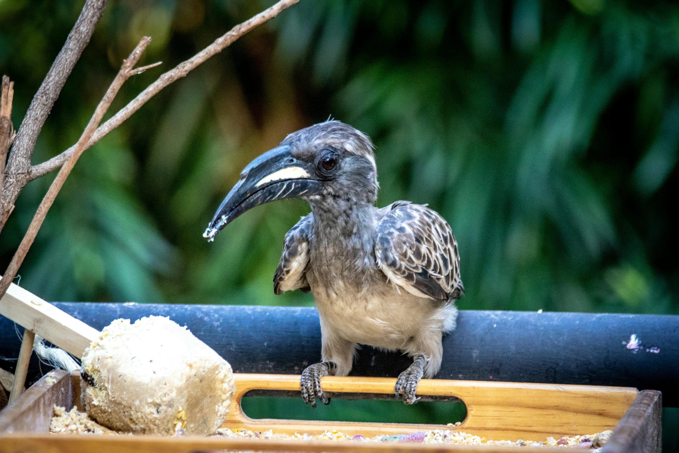 a bird sitting on top of a wooden tray, by Bernie D’Andrea, pexels contest winner, sumatraism, big beak, australian, 🦩🪐🐞👩🏻🦳, truncated snout under visor