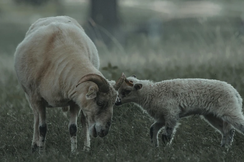 a couple of sheep standing on top of a lush green field, by Adam Marczyński, pexels contest winner, romanticism, good night, close-up fight, mother, desaturated