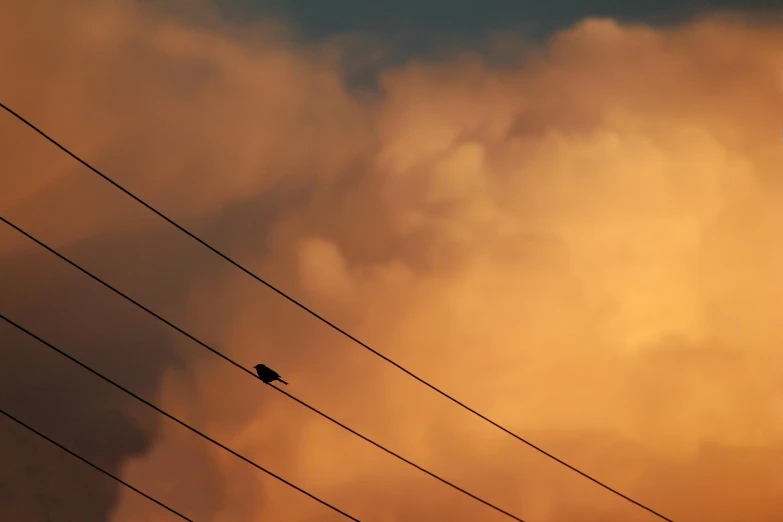 a bird sitting on top of power lines under a cloudy sky, by Ian Fairweather, pexels contest winner, postminimalism, orange lit sky, an abstract, late summer evening, turbulence