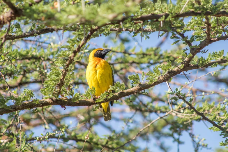 a yellow bird sitting on top of a tree branch, hurufiyya, unmistakably kenyan, avatar image