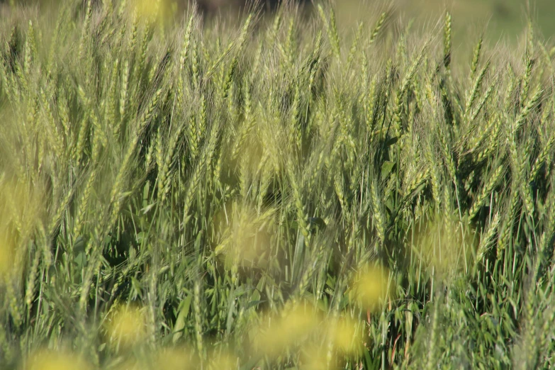 a bear standing in a field of tall grass, by David Simpson, flickr, figuration libre, blossom wheat fields, cannabis - sativa - field, blurred detail, new mexico