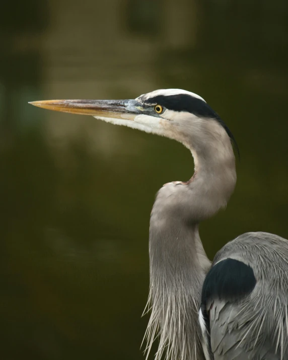 a close up of a bird near a body of water, posing for a picture