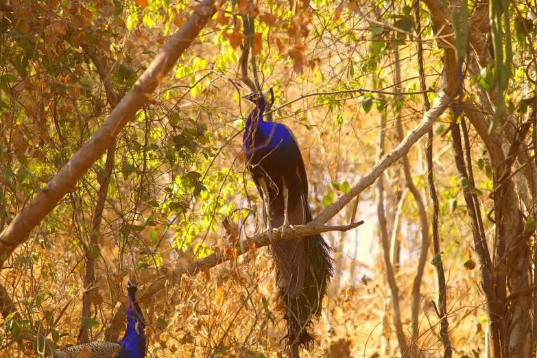 a couple of peacocks sitting on top of a tree branch, by Gwen Barnard, pexels, forest colors, video, intense sunlight, black