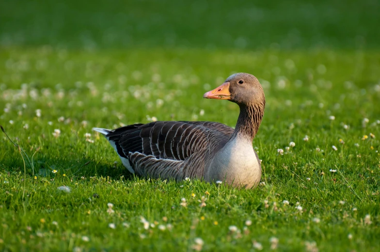 a duck that is sitting in the grass, by Jacob Duck, pexels contest winner, hurufiyya, goose, mixed animal, 1 male, grey