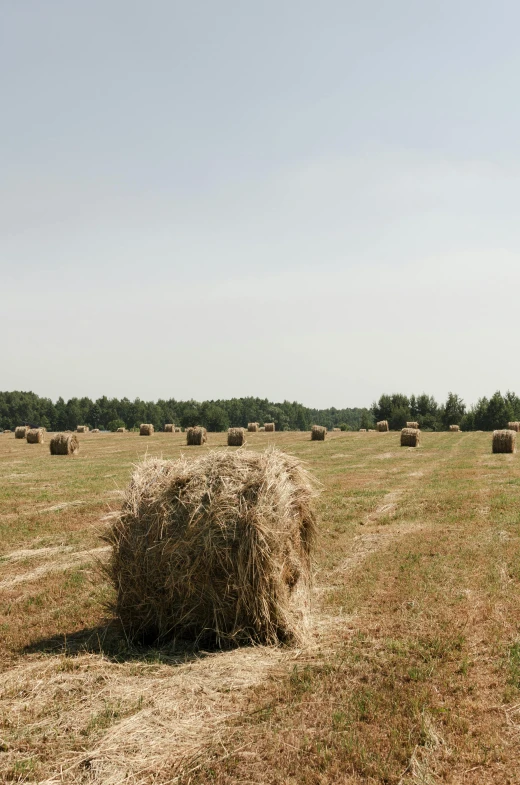 hay bales in a field with trees in the background, an album cover, b - roll, landscape photograph, square, panoramic