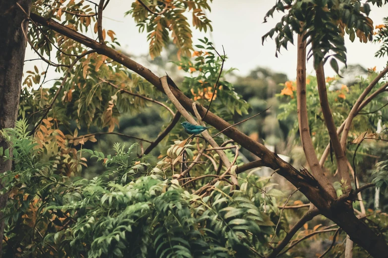 a blue bird sitting on top of a tree branch, pexels contest winner, plants and jungle, avatar image, sprawling, outdoor photo