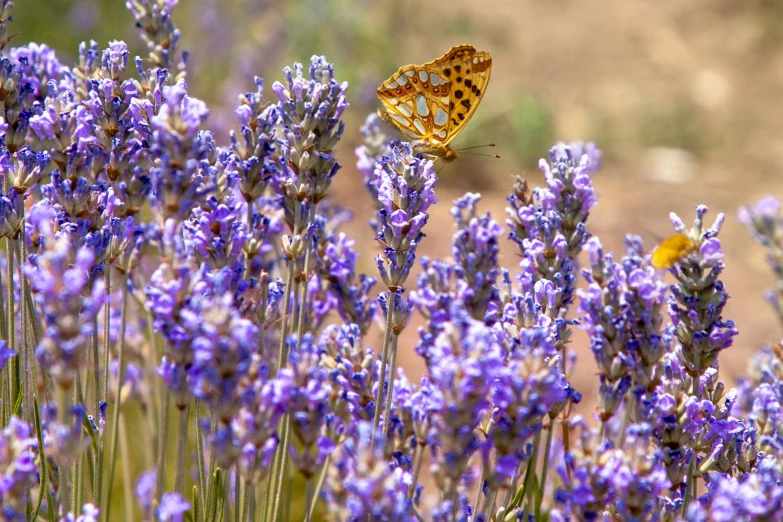 a butterfly sitting on top of a purple flower, by Carey Morris, pexels contest winner, renaissance, in a lavender field in france, gold flaked flowers, 🦩🪐🐞👩🏻🦳, blue and purple plants