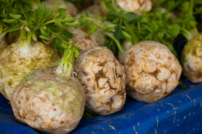 a close up of a bunch of vegetables on a table, puffballs, picton blue, avatar image, exterior shot