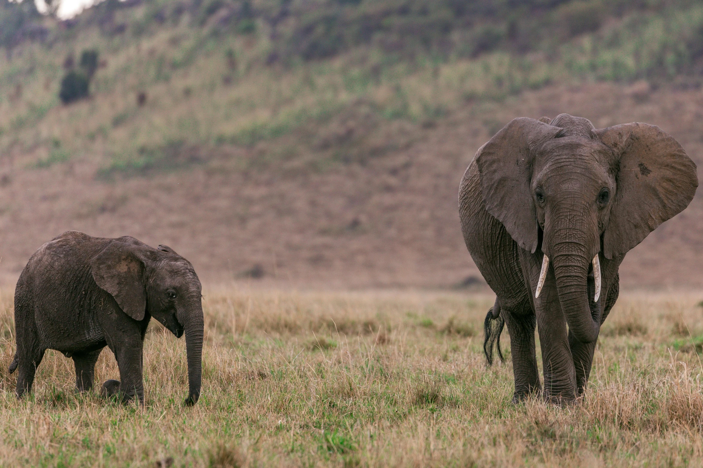 a couple of elephants that are standing in the grass, by Will Ellis, pexels contest winner, hurufiyya, pregnancy, fine art print, brown, multiple stories