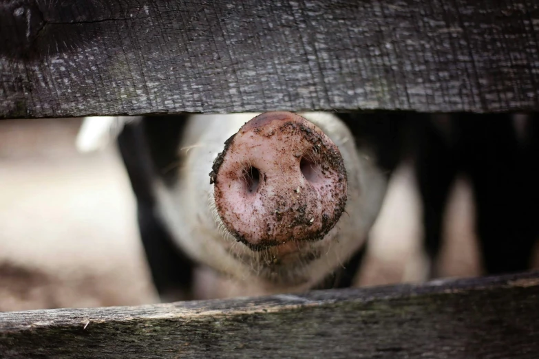 a close up of a pig looking through a fence, a picture, square nose, rustic, white, intricate image