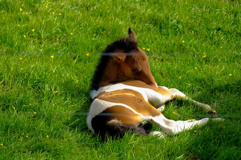 a brown and white horse laying on top of a lush green field, pony tail, sleeping, taken in 2 0 2 0, calf