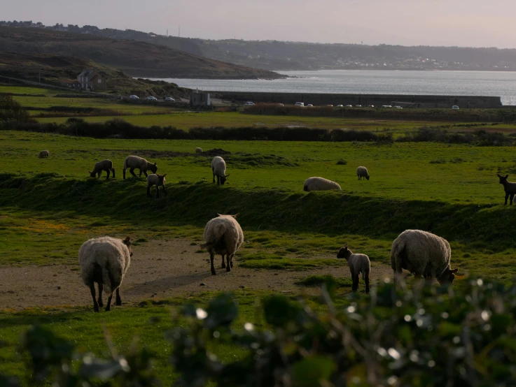 a herd of sheep standing on top of a lush green field, by Neil Boyle, pexels contest winner, land art, near the sea, dimly lit, urban surroundings, slide show