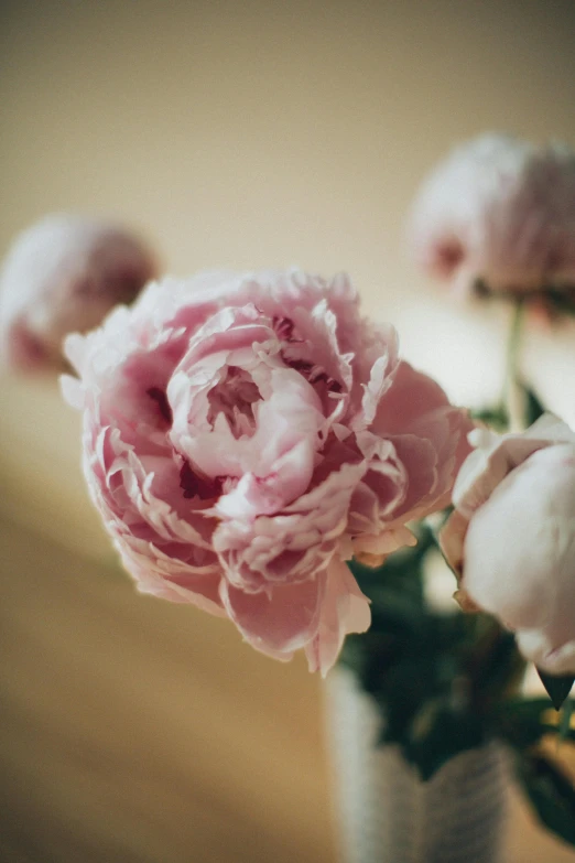 a close up of some pink flowers in a vase, unsplash, medium format. soft light, peony flower, old english, grey