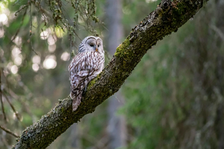 a bird sitting on top of a tree branch, a portrait, by Jaakko Mattila, pexels contest winner, baroque, an owl, relaxing after a hard day, today\'s featured photograph 4k, small