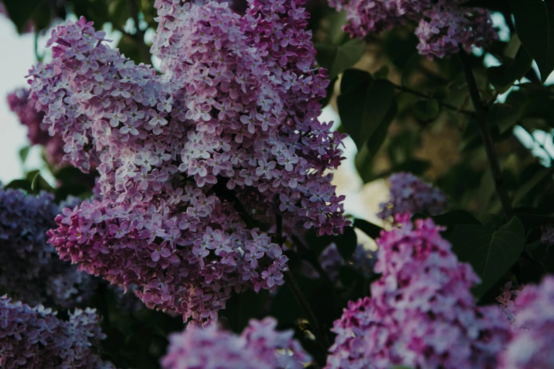 a close up of a bunch of purple flowers, a colorized photo, unsplash, lilacs, ilustration, instagram post, trees and flowers