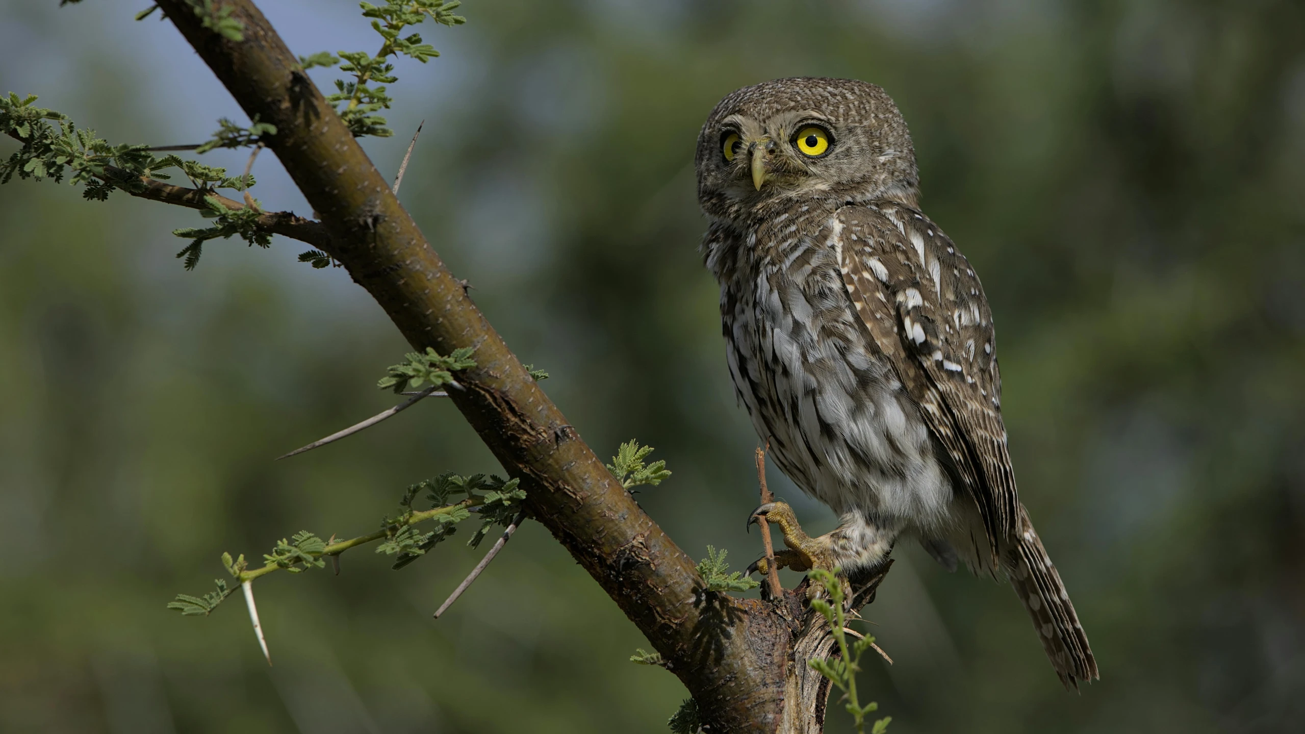 a small owl sitting on top of a tree branch, by Peter Churcher, pexels contest winner, hurufiyya, african sybil, nat geo, no cropping, high quality photo