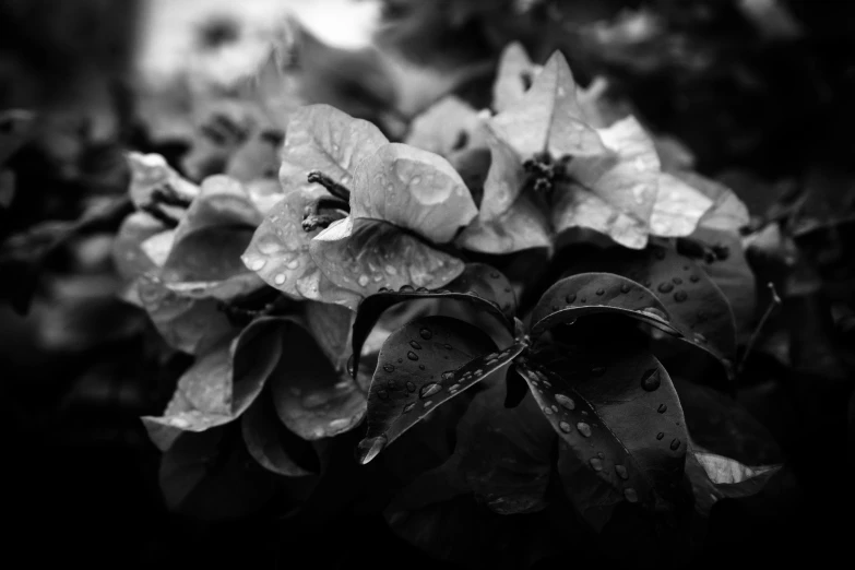 a black and white photo of some flowers, by Andor Basch, bougainvillea, misty and wet, lush plants flowers, gardening