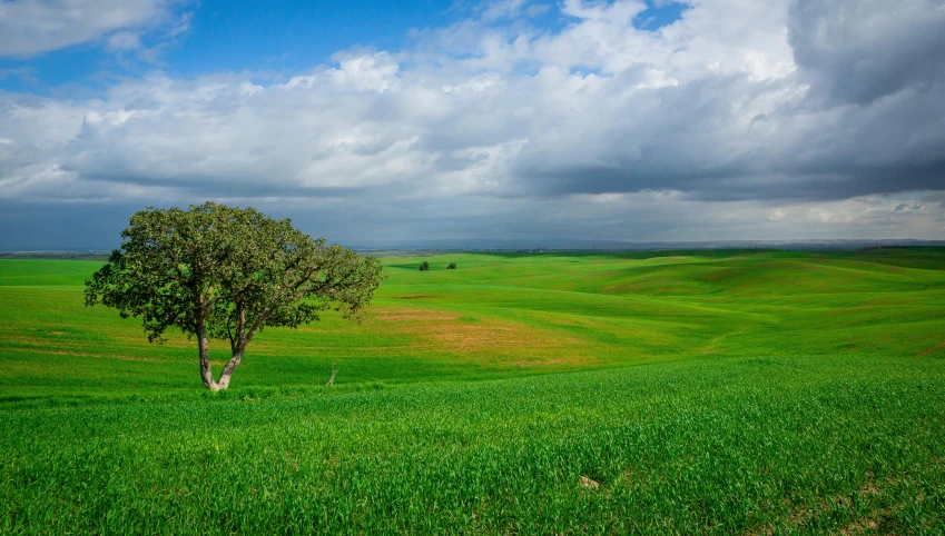 a lone tree in the middle of a green field, by Jessie Algie, unsplash contest winner, renaissance, moroccan, background image, windows xp, wide long view