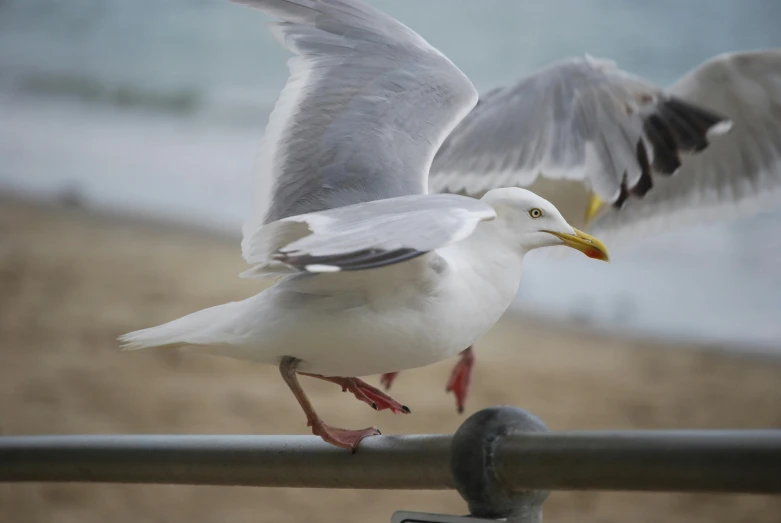 a seagull landing on a railing at the beach, by Jan Tengnagel, pexels contest winner, arabesque, albino, grey, 15081959 21121991 01012000 4k, with two pairs of wings