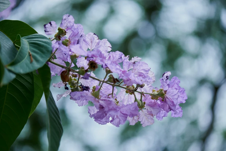 a close up of a purple flower on a tree, unsplash, hurufiyya, monsoon, botanic garden, cotton candy bushes, foliage