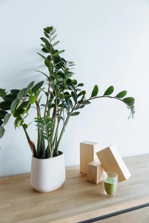 a potted plant sitting on top of a wooden table, inspired by Eden Box, dwell, product display photograph, bone plants, next to a plant