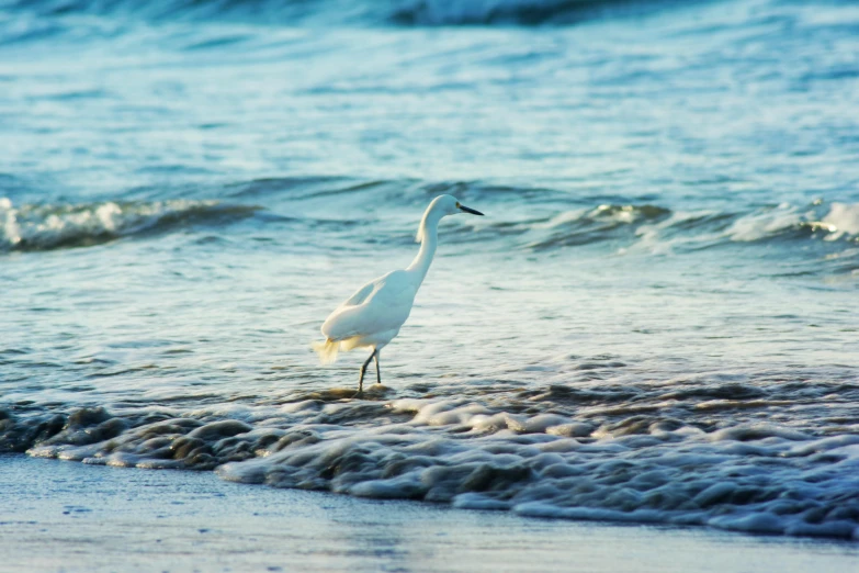 a white bird standing on top of a beach next to the ocean, in water, in the ocean
