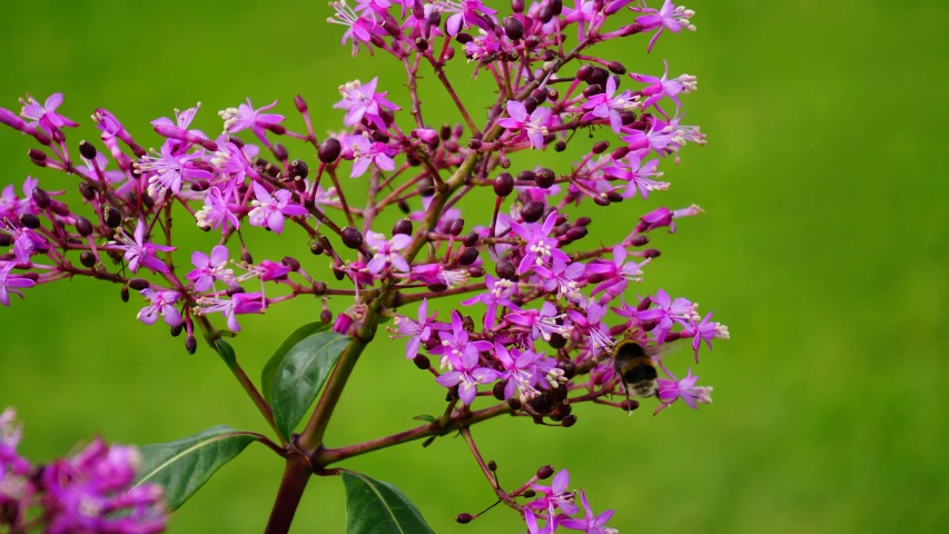 a close up of a plant with purple flowers, vanilla, pink bees, lush vista, over-the-shoulder shot