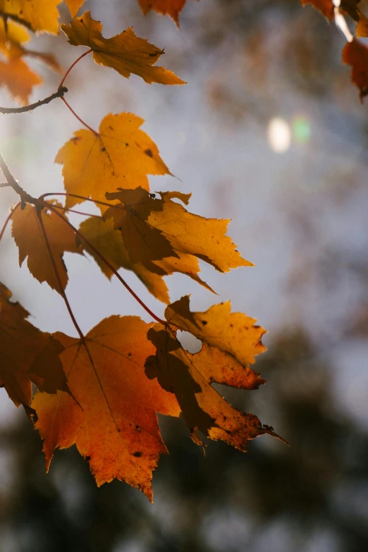 the sun shines through the leaves of a tree, by David Simpson, unsplash, muted fall colors, slide show, close-up photo, soft light - n 9