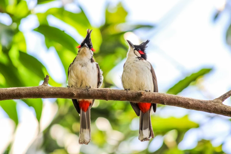 a couple of birds sitting on top of a tree branch, by Peter Churcher, pexels contest winner, tamborine, avatar image, long tail, a broad shouldered