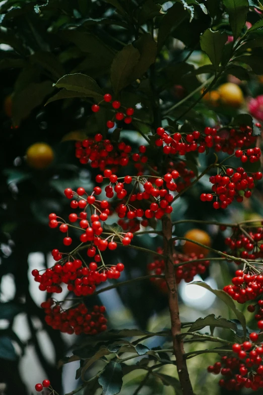 a close up of a bunch of berries on a tree, crimson accents, lush surroundings, exterior shot, f / 2 0
