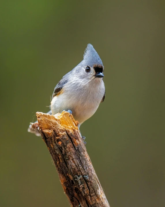 a small bird sitting on top of a tree branch, posing for a picture