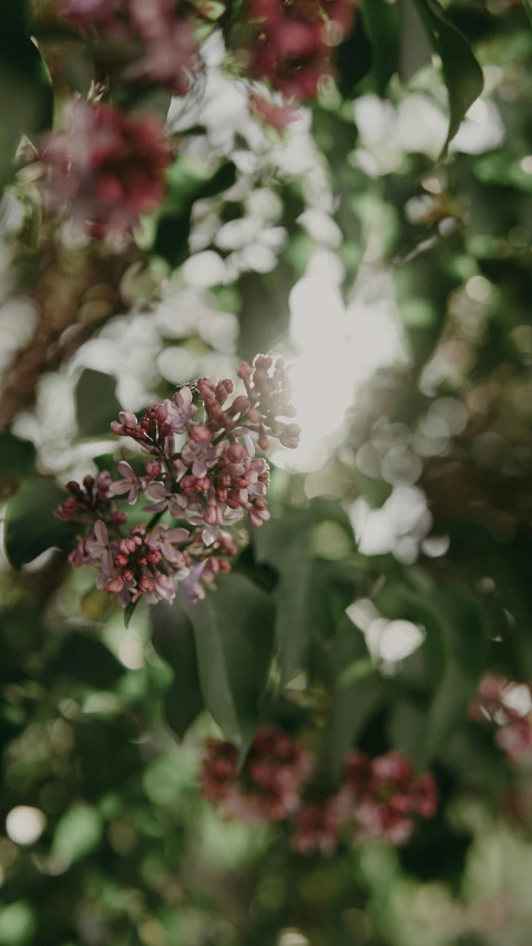a close up of a bunch of flowers on a tree, unsplash, light and space, subtle lens flare, lilacs, rendered in povray, soft grey and red natural light
