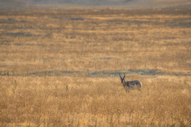 an antelope standing in the middle of a field, pexels contest winner, private press, rocky grass field, hunter alone in the wilderness, brown, idaho