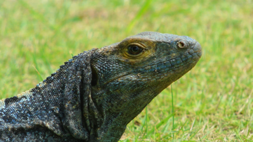 a close up of a lizard in the grass, a photo, by David Paton, pexels contest winner, sumatraism, grey, big lizard head, australian, avatar image