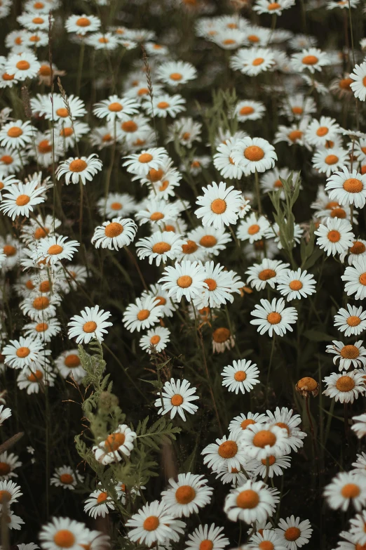a field of white flowers with orange centers, inspired by Elsa Bleda, cottagecore hippie, loosely cropped, album, high