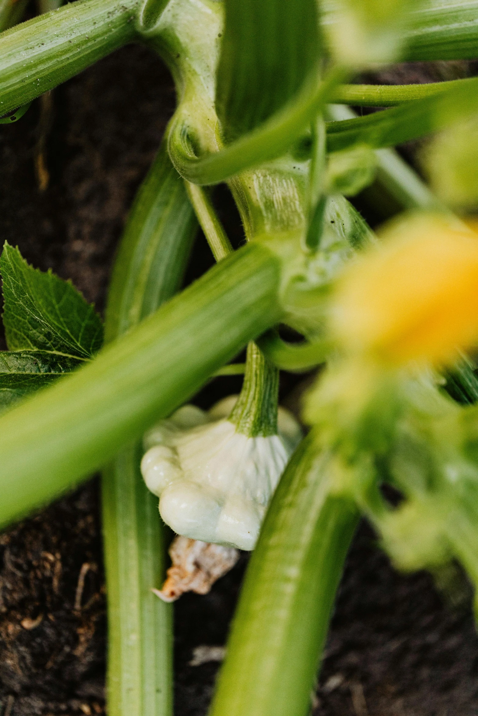 a close up of a plant with yellow flowers, cucumbers, surreal alien ribbed white fruit, white limbo, corn