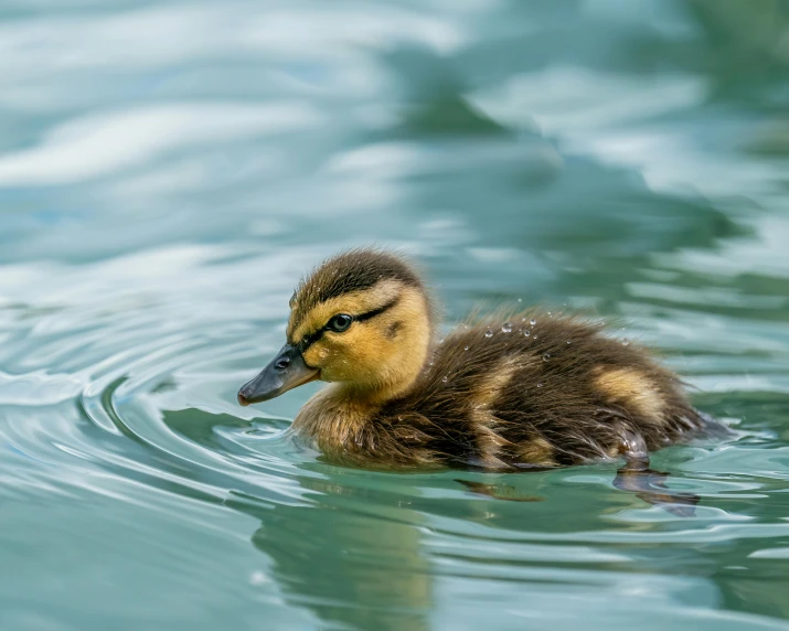 a duck that is swimming in some water, unsplash, precisionism, little kid, manuka, high definition image, fluffy green belly