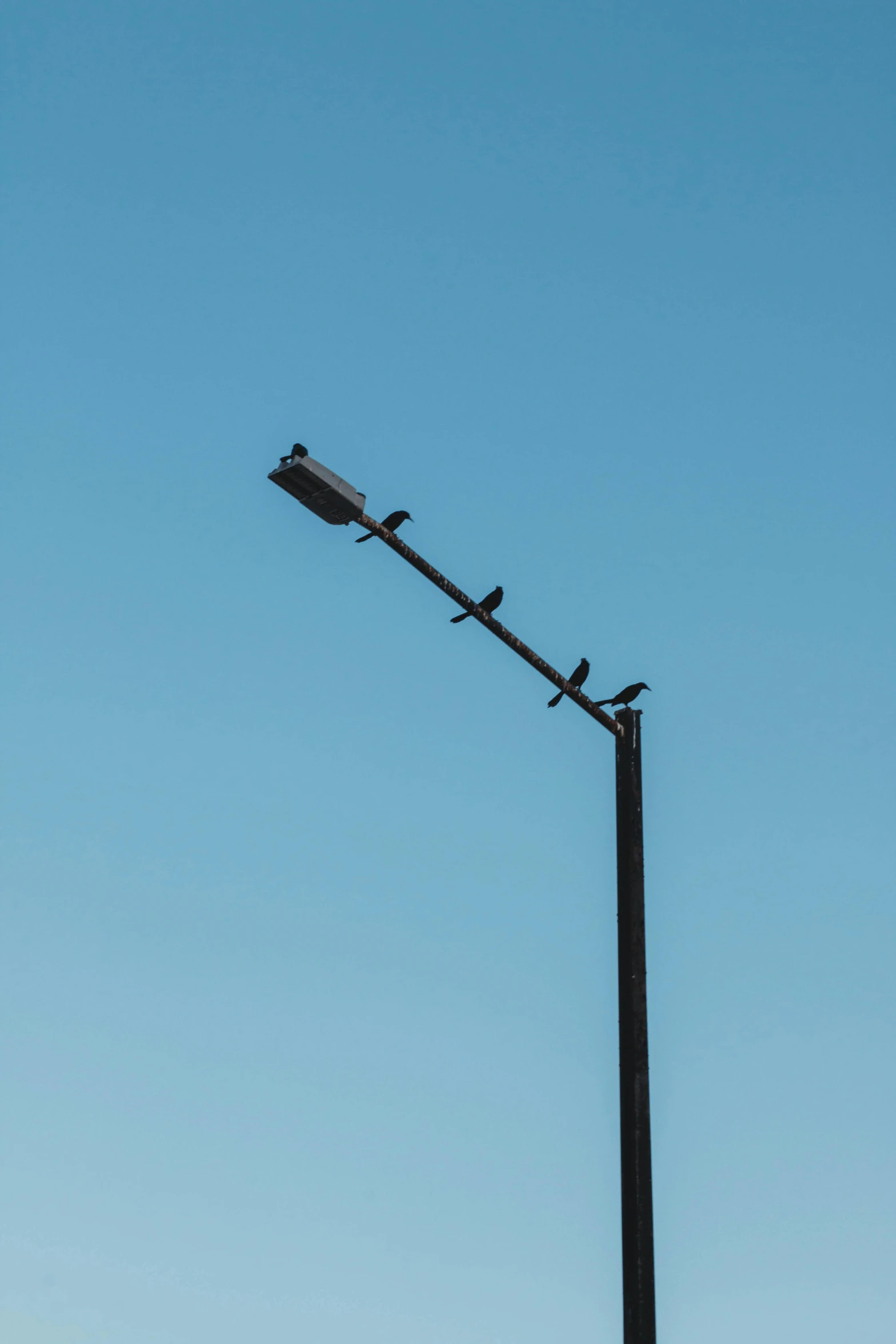 a couple of birds sitting on top of a street light, by Paul Bird, unsplash, postminimalism, in a row, broken lights, clear sky, rectangle