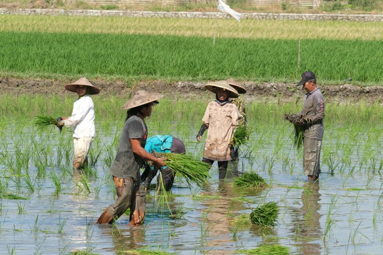 a group of people working in a rice field, square, flooding, avatar image, no cropping