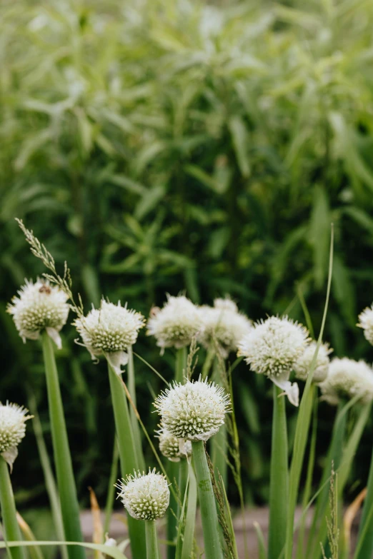 a bunch of white flowers sitting on top of a lush green field, inspired by Elsa Bleda, unsplash, onions, wide angle”, ornamental, ultrawide image