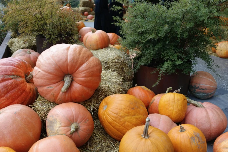 a pile of pumpkins sitting on top of a pile of hay, unsplash, hurufiyya, square, low quality photo, gardening, fair